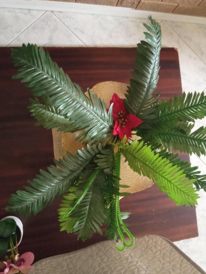سكاليا B&B Cleopatra المظهر الخارجي الصورة